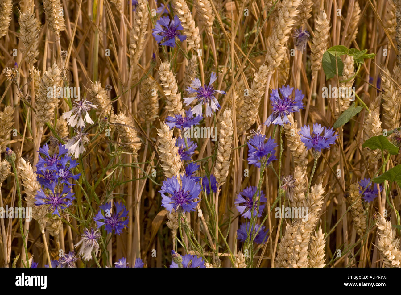 A rare cornfield weed in the uk hi-res stock photography and images - Alamy