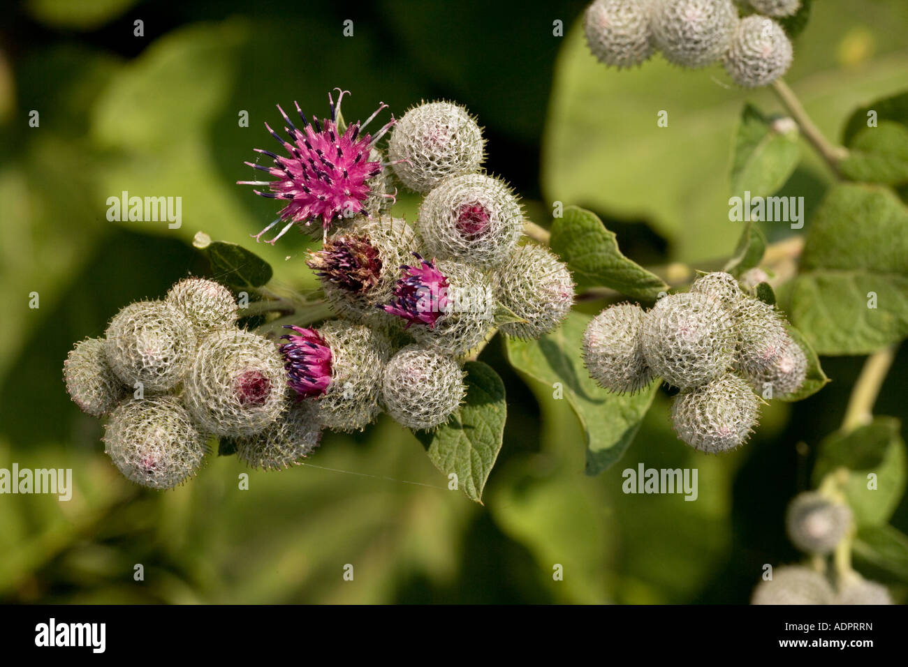 Close Up Of Velcro Plant Stock Photo - Download Image Now - Head, Role  Model, Seed - iStock