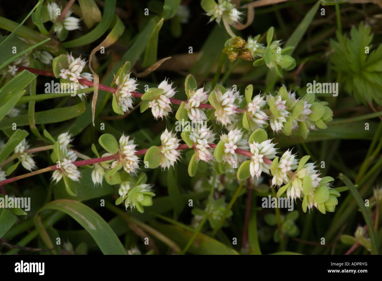 Coral Necklace, Illecebrum verticillatum, a New Forest rarity Stock Photo