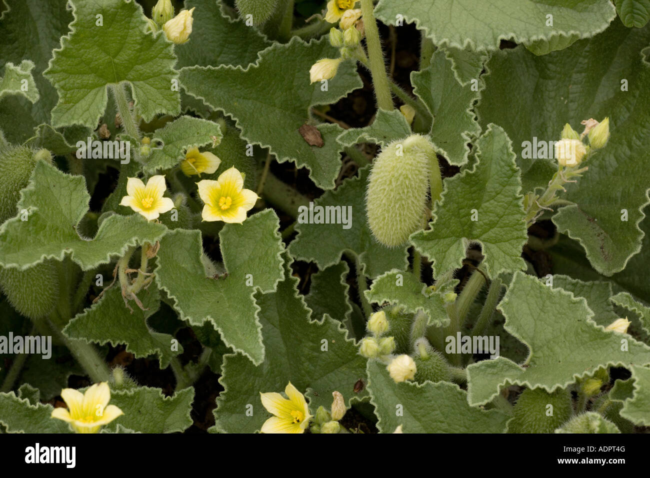 Squirting cucumber, Ecballium elaterium, Mediterranean plant with explosive dispersal mechanism Stock Photo