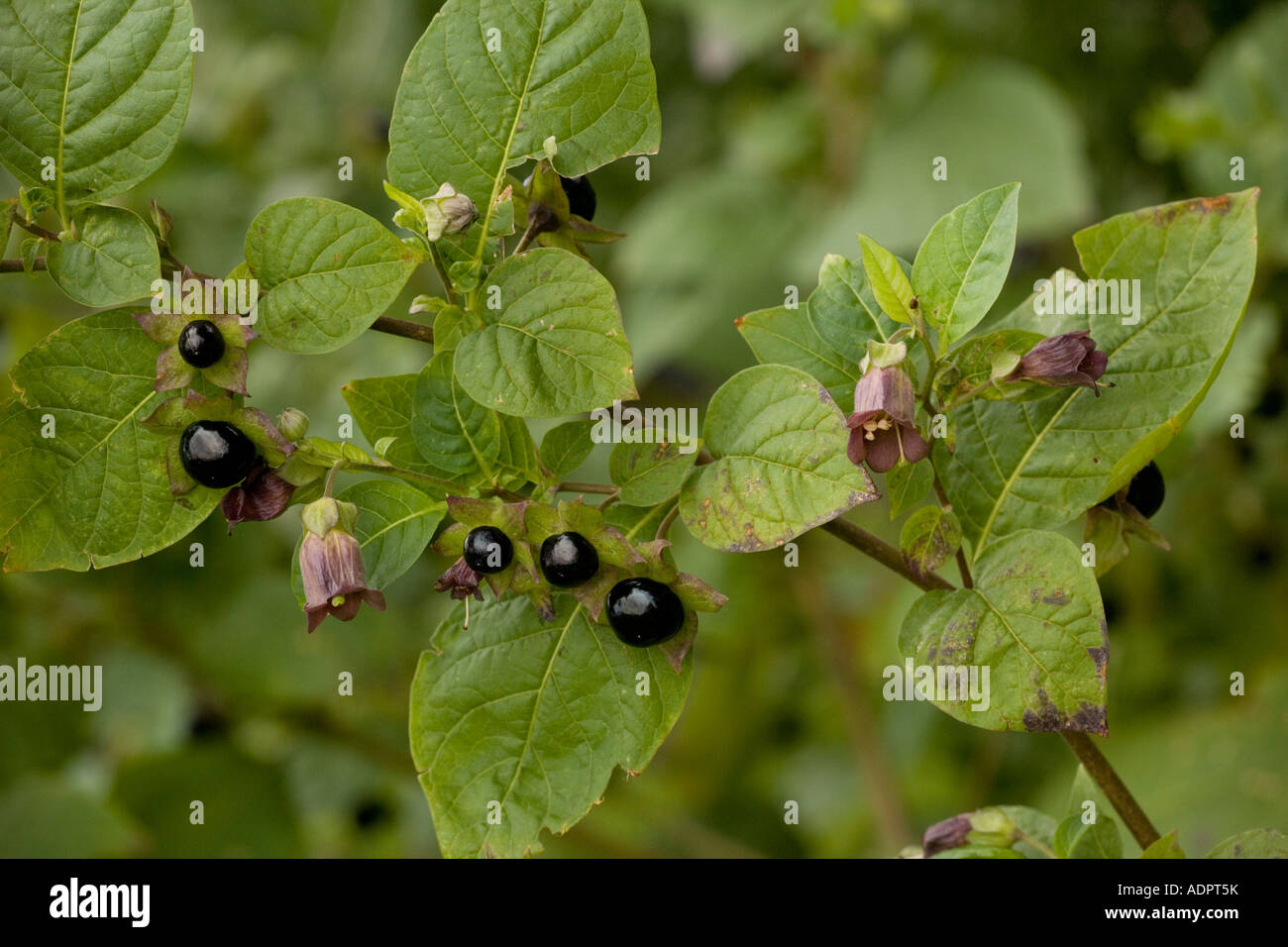 Deadly nightshade Atropa belladonna poisonous plant Hants Stock Photo