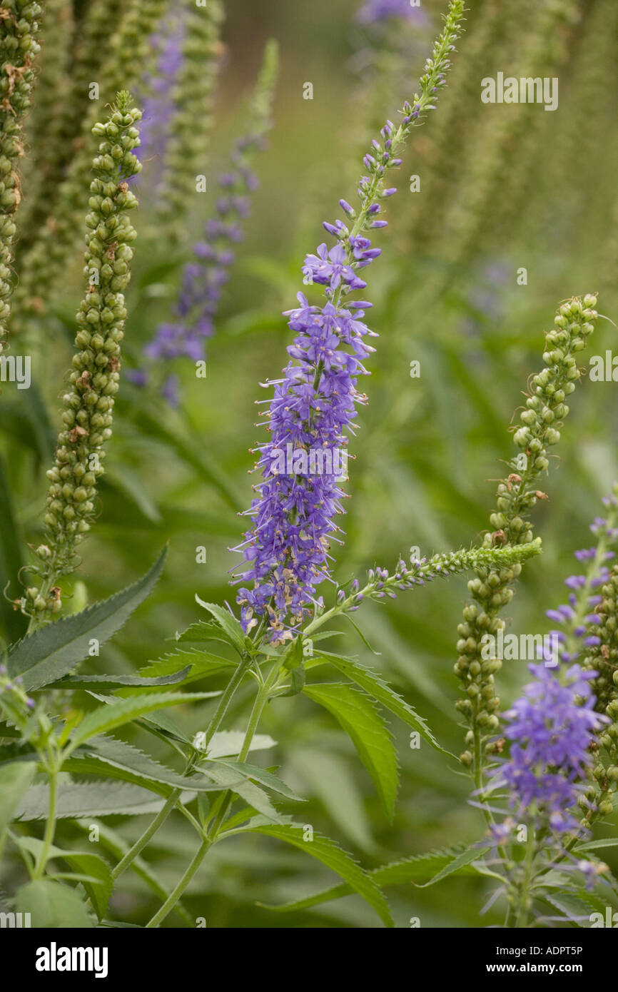 A speedwell Veronica longifolia garden Stock Photo Alamy