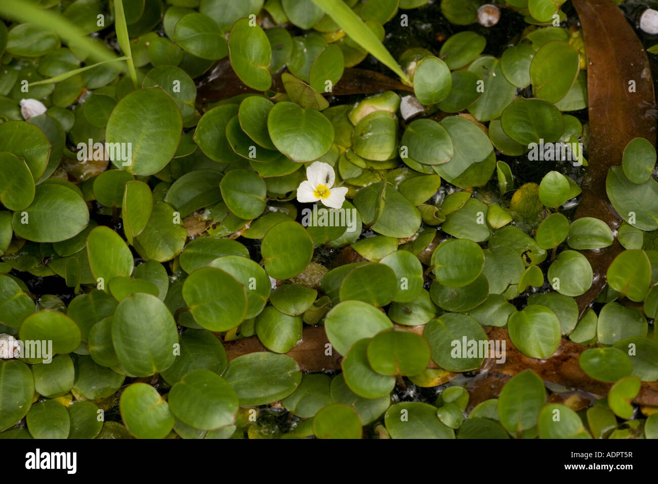Floating water plantain, Luronium natans, Wales Stock Photo