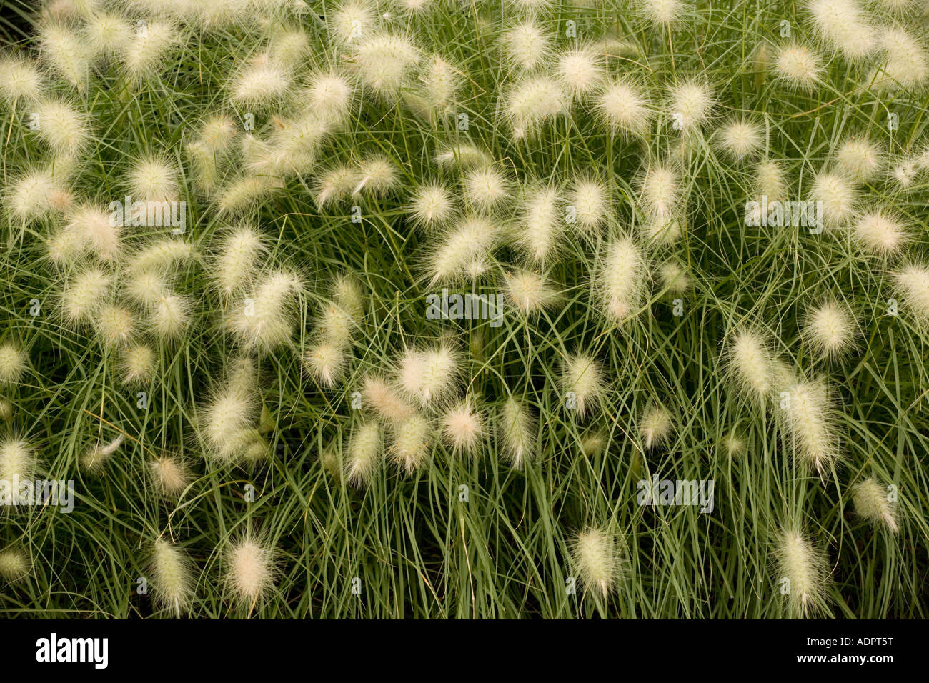 A steppe grass, Stipa papposa, Jarava plumosa, USA Stock Photo