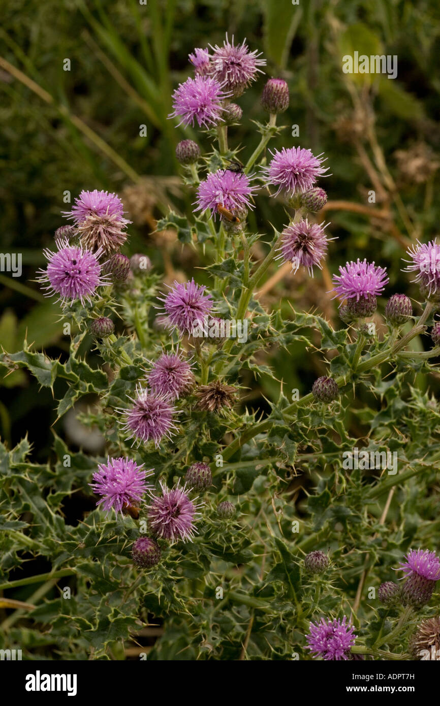 Creeping thistle, Cirsium vulgare, Common and widespread weed Stock Photo