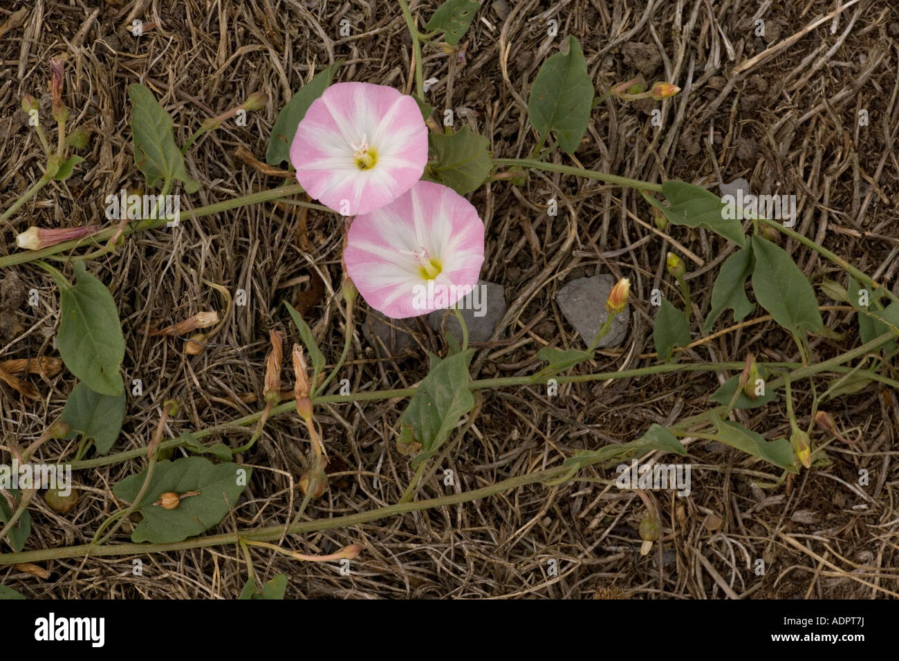 Field bindweed Convolvulus arvensis Common and widespread weed Stock