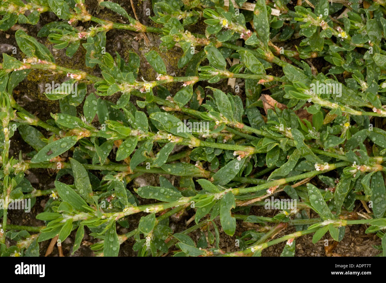 Equal leaved knotgrass, Polygonum arenastrum, Uncommon weed Somerset Stock Photo