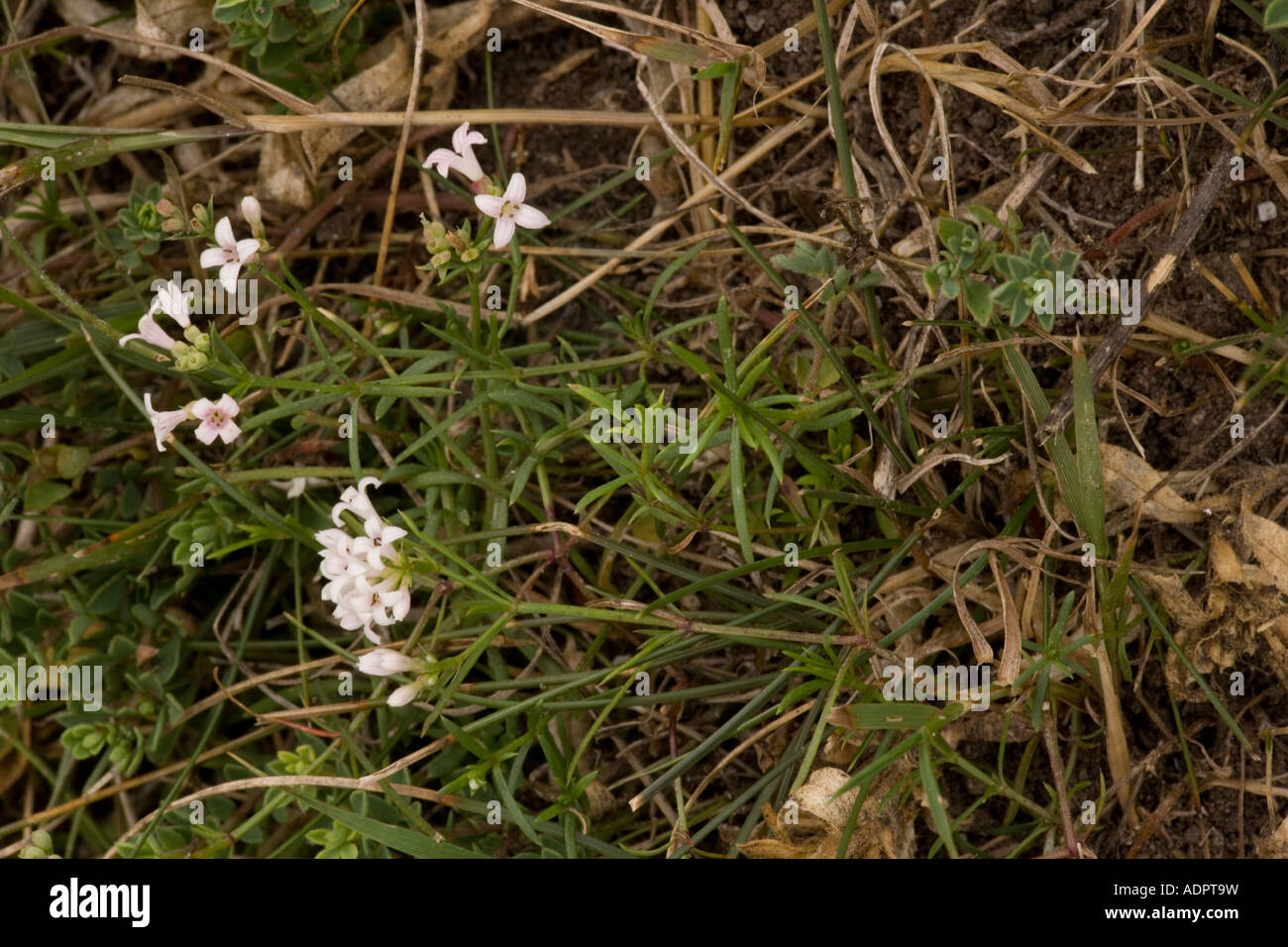 Squinancy wort Asperula cynanchica on downland Dorset Stock Photo