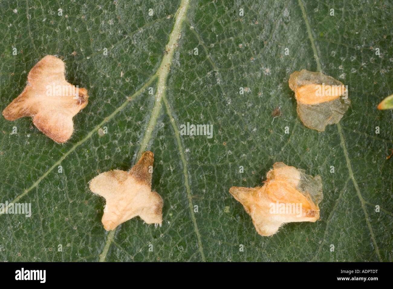 The winged seeds of silver birch (Betula pendula) closeup Stock Photo