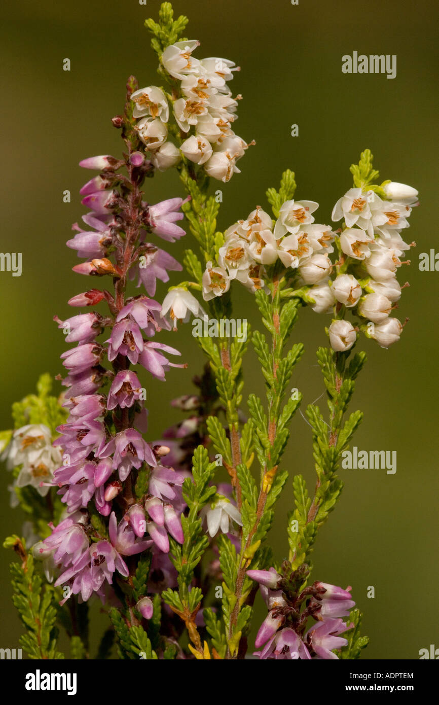 Common heather or ling in flower with normal and white forms Calluna vulgaris Stock Photo