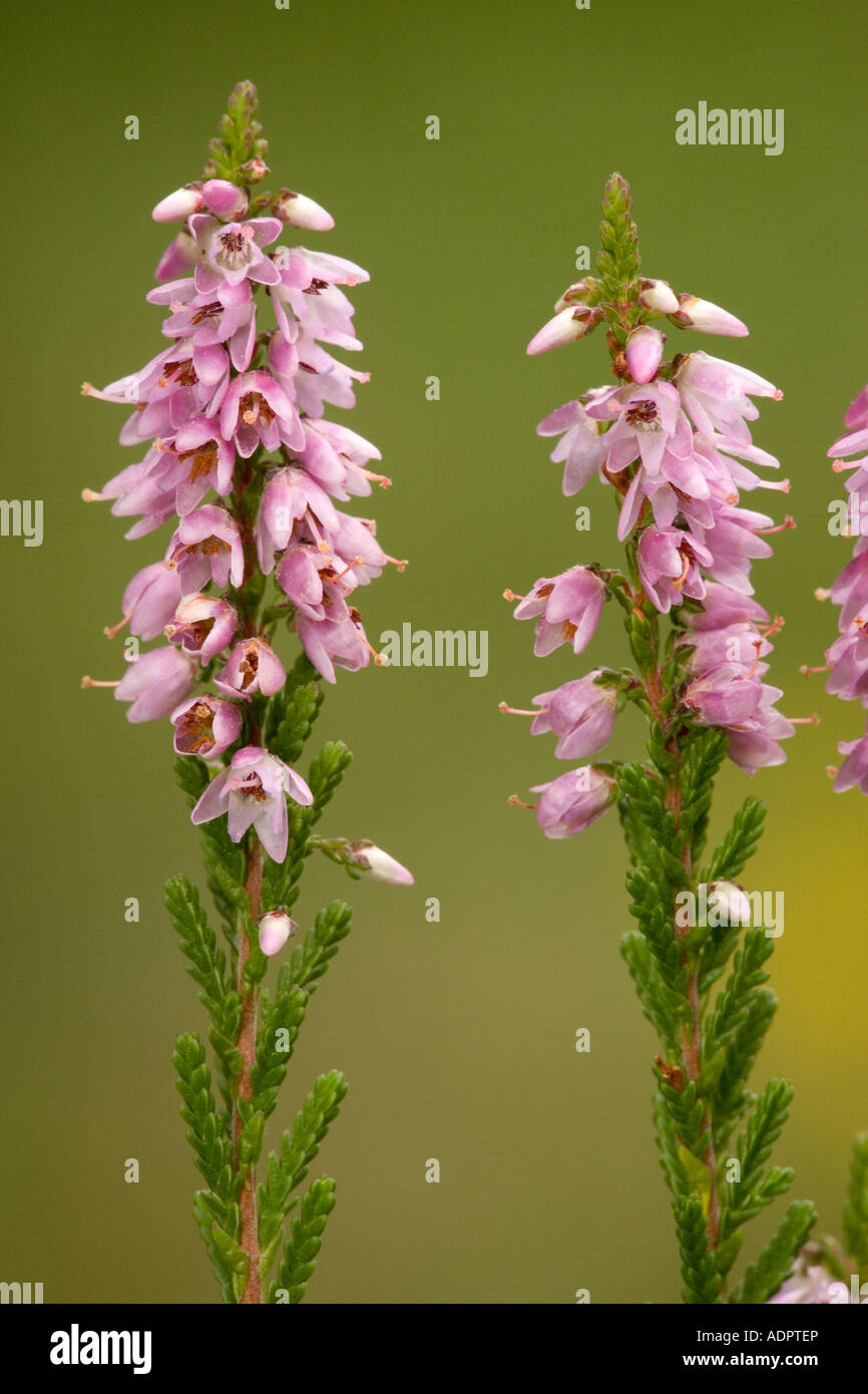 Calluna vulgaris, Ling or Erica in bloom. Vertical floral