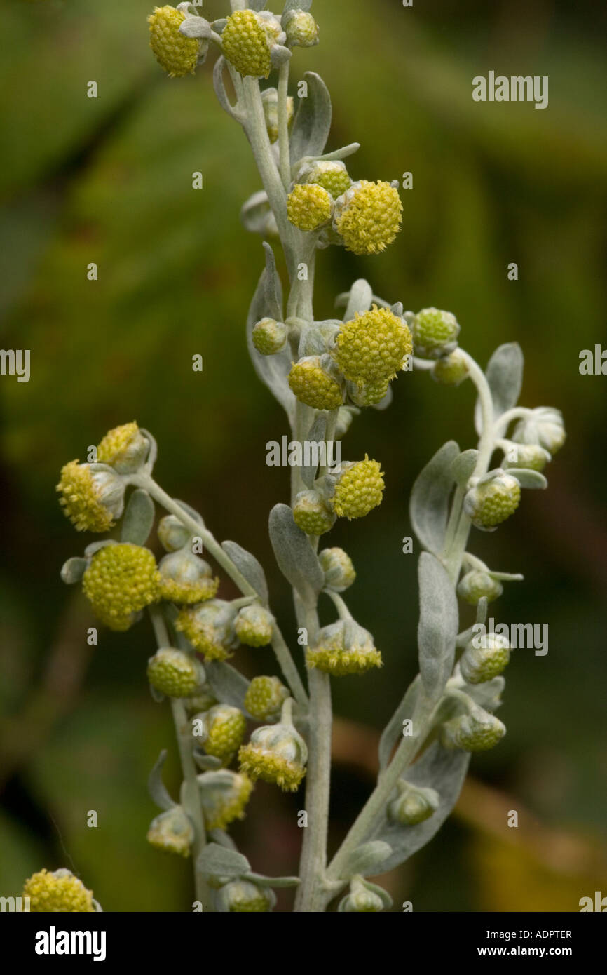 Sea wormwood, Artemisia maritima, Stock Photo