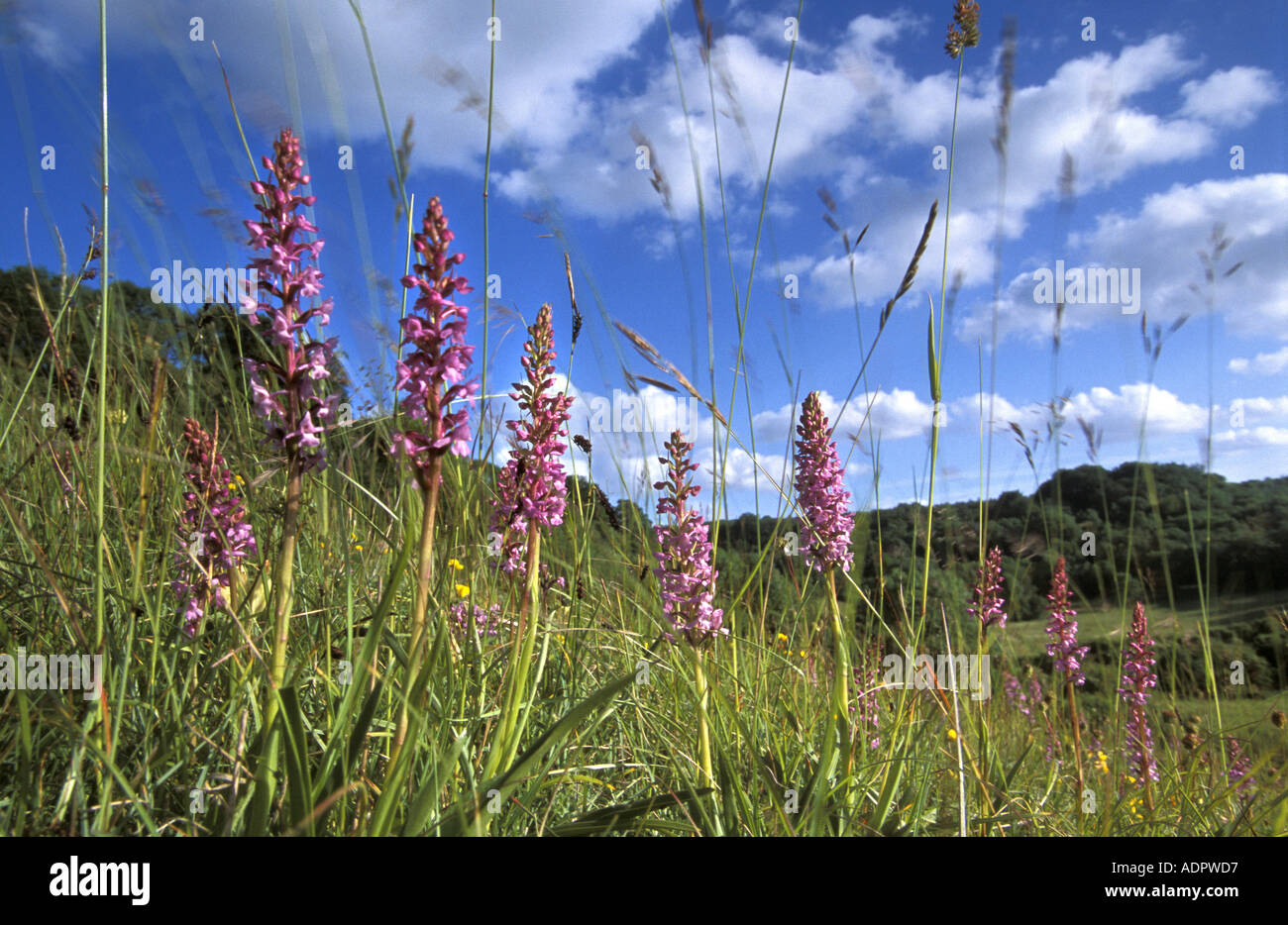 Fragrant orchids on chalk downland a Site of Special Scientific Interest at Magpie Bottom in Kent England Stock Photo