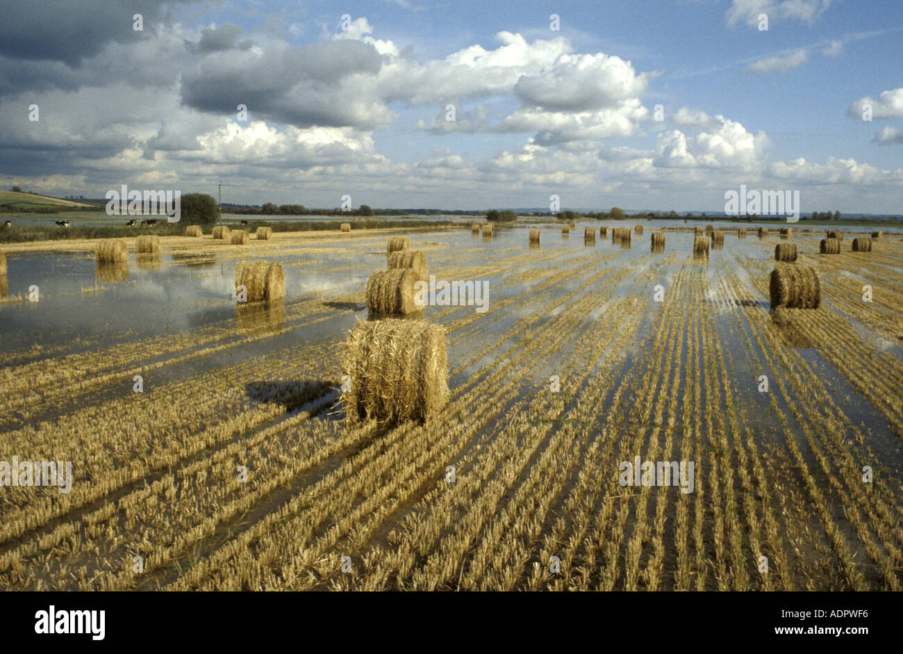 Hay bails in flooded fields on the Somerset levels England Stock Photo