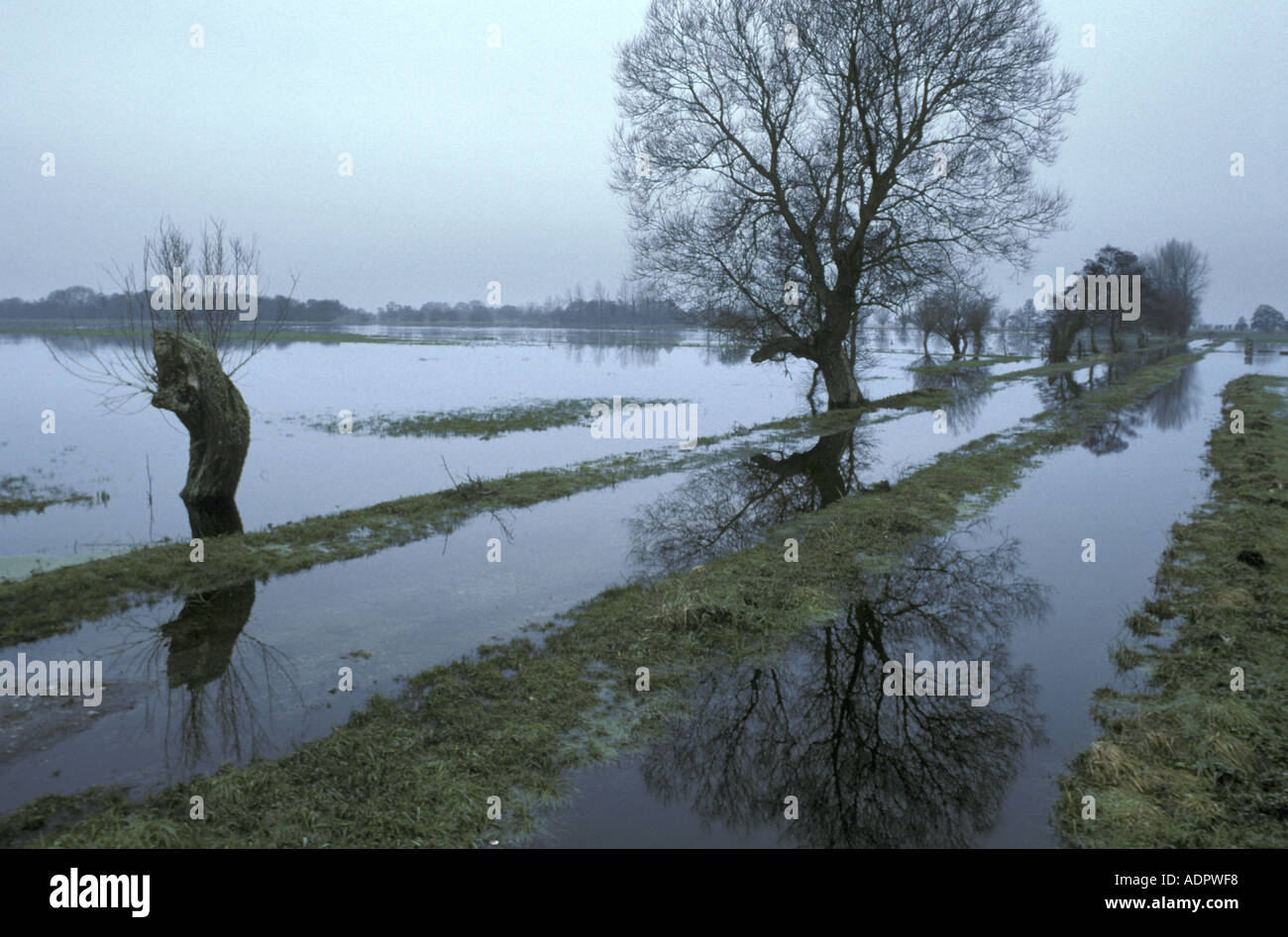 Flooded fields on Tadham Moor SSSI Somerset Levels England Stock Photo