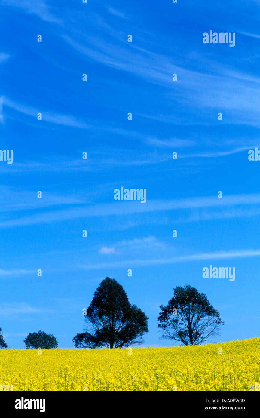 Australia New South Wales Field of bright yellow mustard seed on