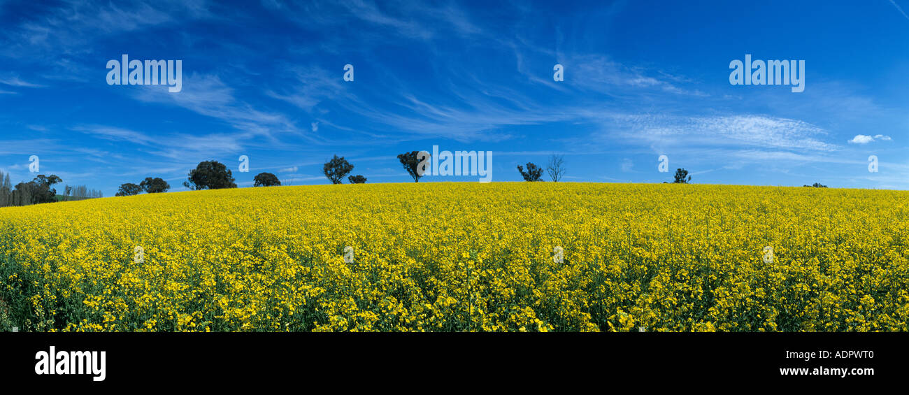 Australia New South Wales Field of bright yellow mustard seed on