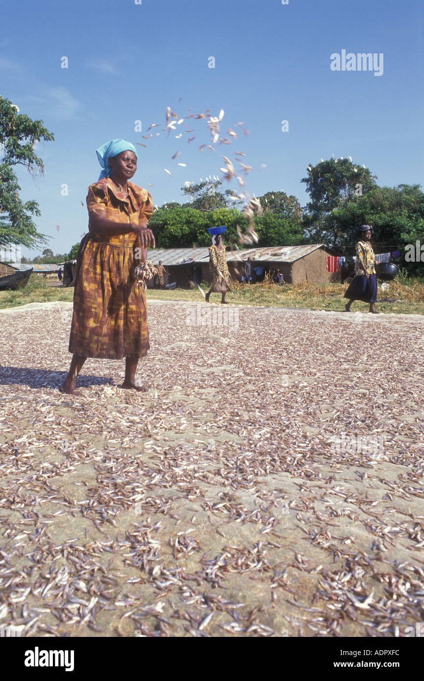 A Luo woman throwing tiny fish called Cichlids on fishing nets in the sun to dry on Rusinga Island Lake Victoria Stock Photo