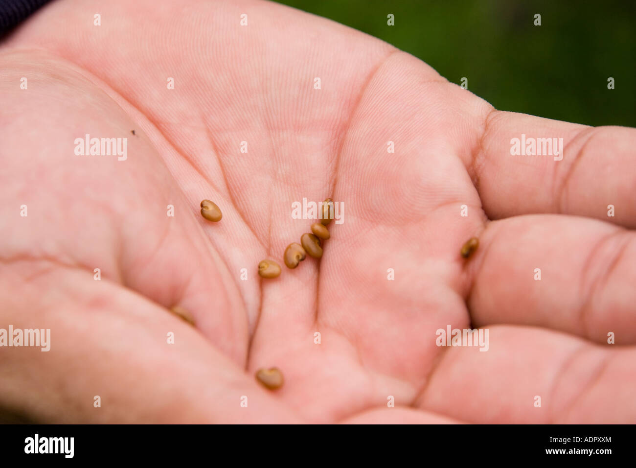 Frijolillo bean on a hand, Crotalaria retusa Stock Photo