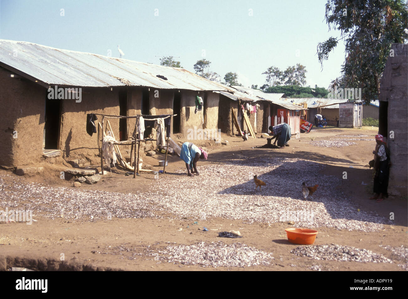 Luo women spreading tiny fish called Cichlids on fishing nets in the sun to dry in their village on Rusinga Island Stock Photo