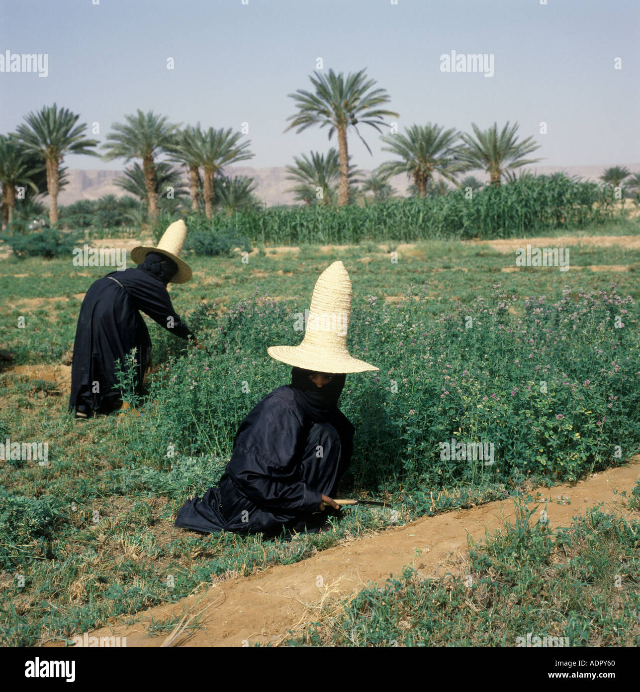 Alfalfa field middle east hires stock photography and images Alamy