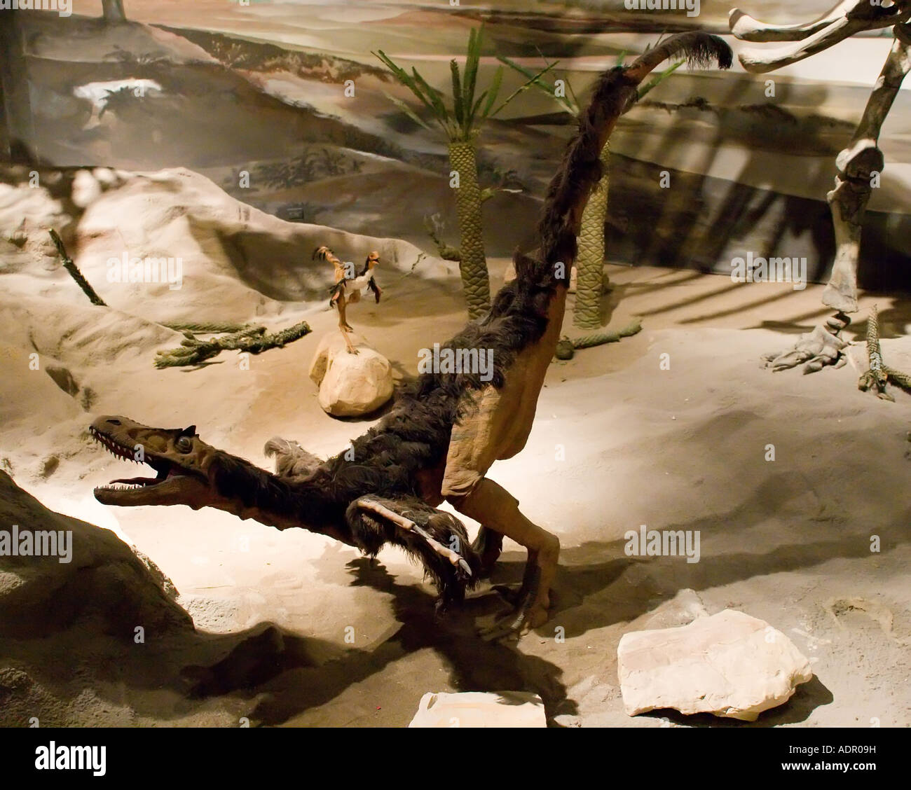 Egidio Feruglio Paleontology Museum Stock Photo Alamy