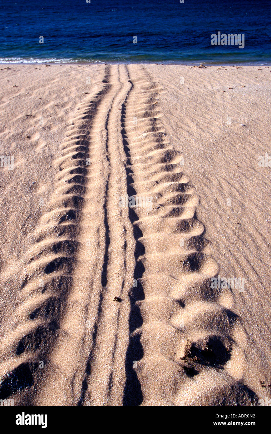 Australia Western Australia Tracks left in sand by giant tortoise on Barrow Islands sandy coastline Stock Photo
