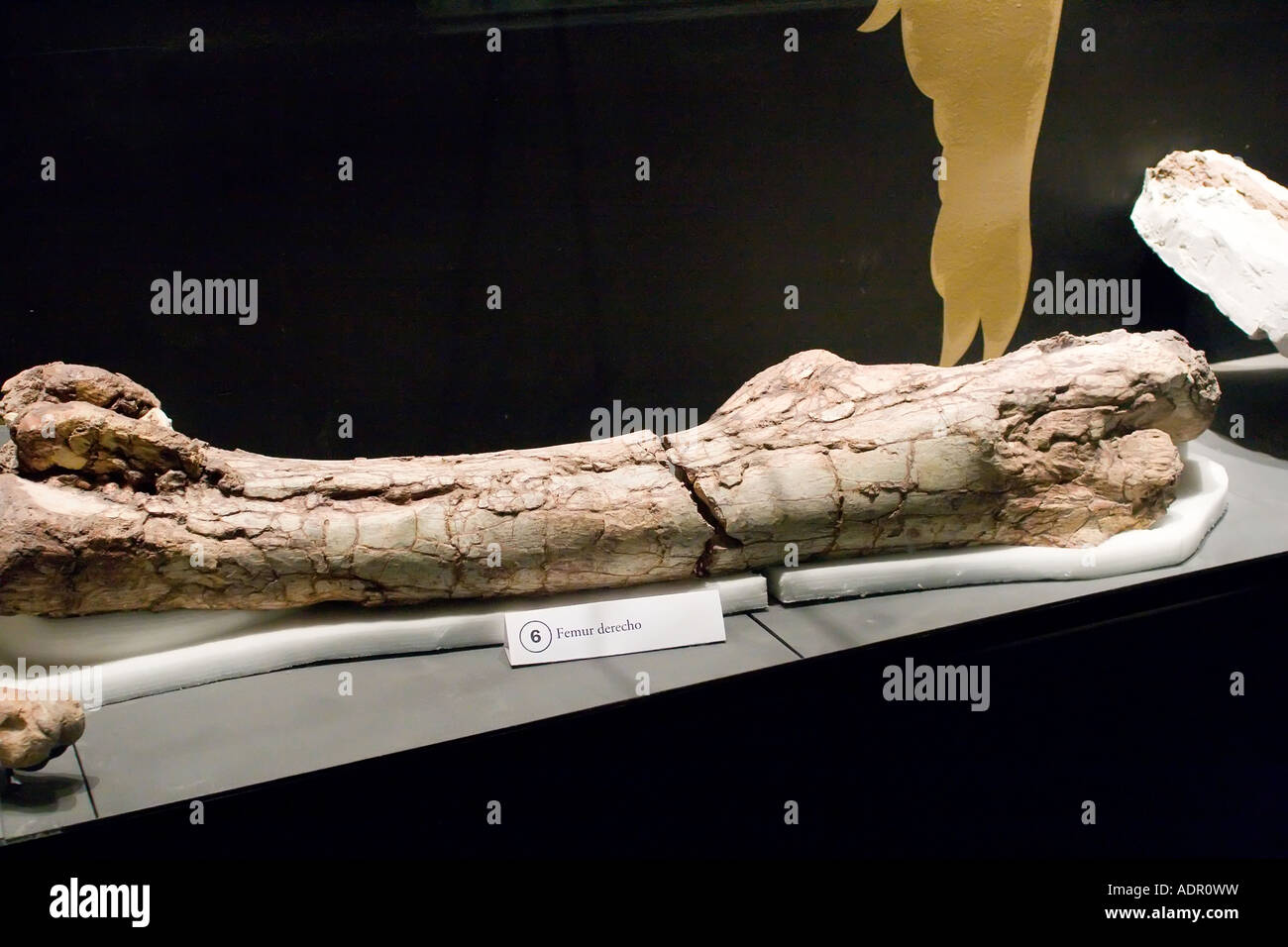 Egidio Feruglio museum, Trelew, Argentina Stock Photo Alamy