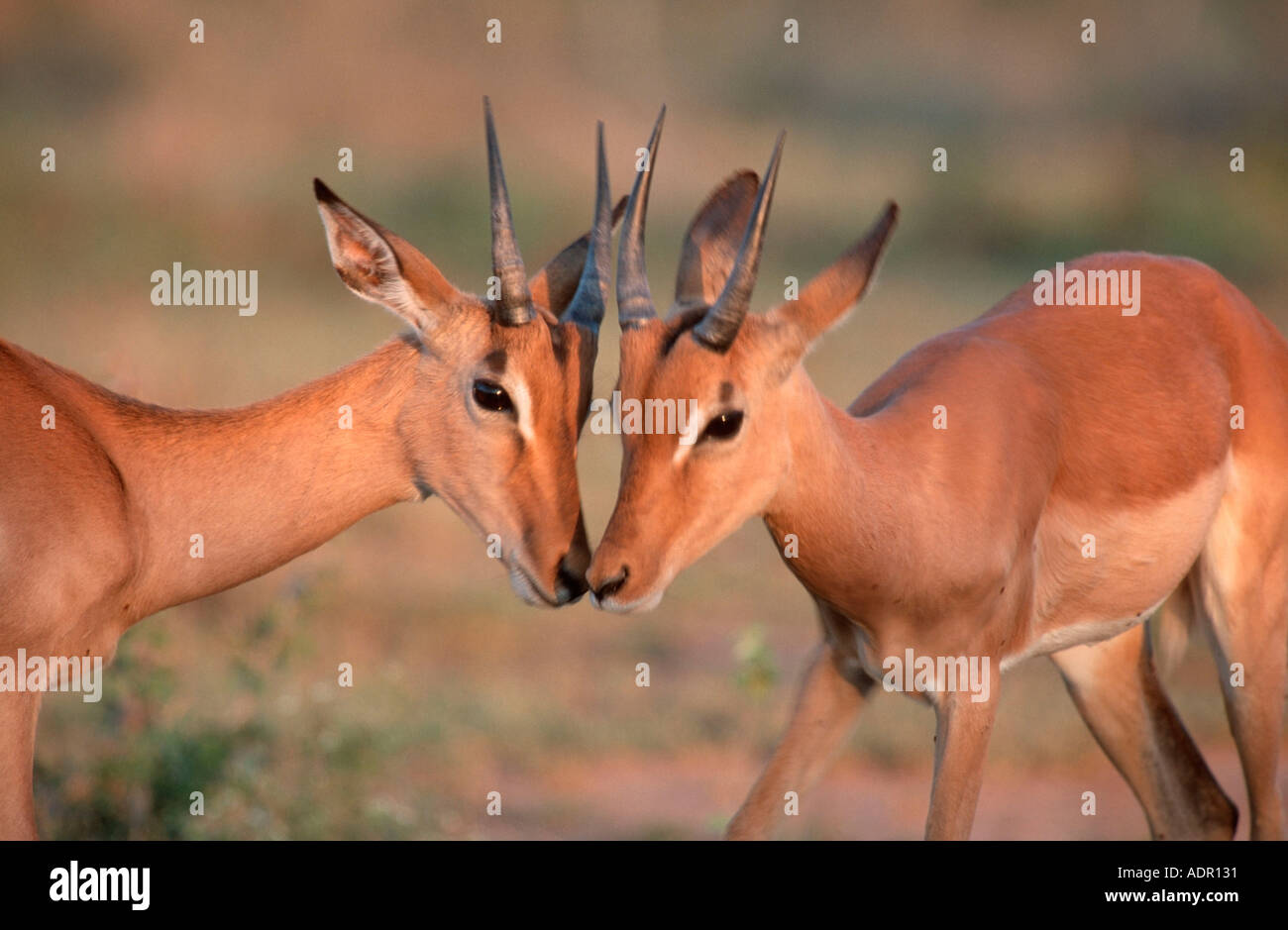 Impalas young males Kruger national park South Africa Aepyceros melampus Stock Photo