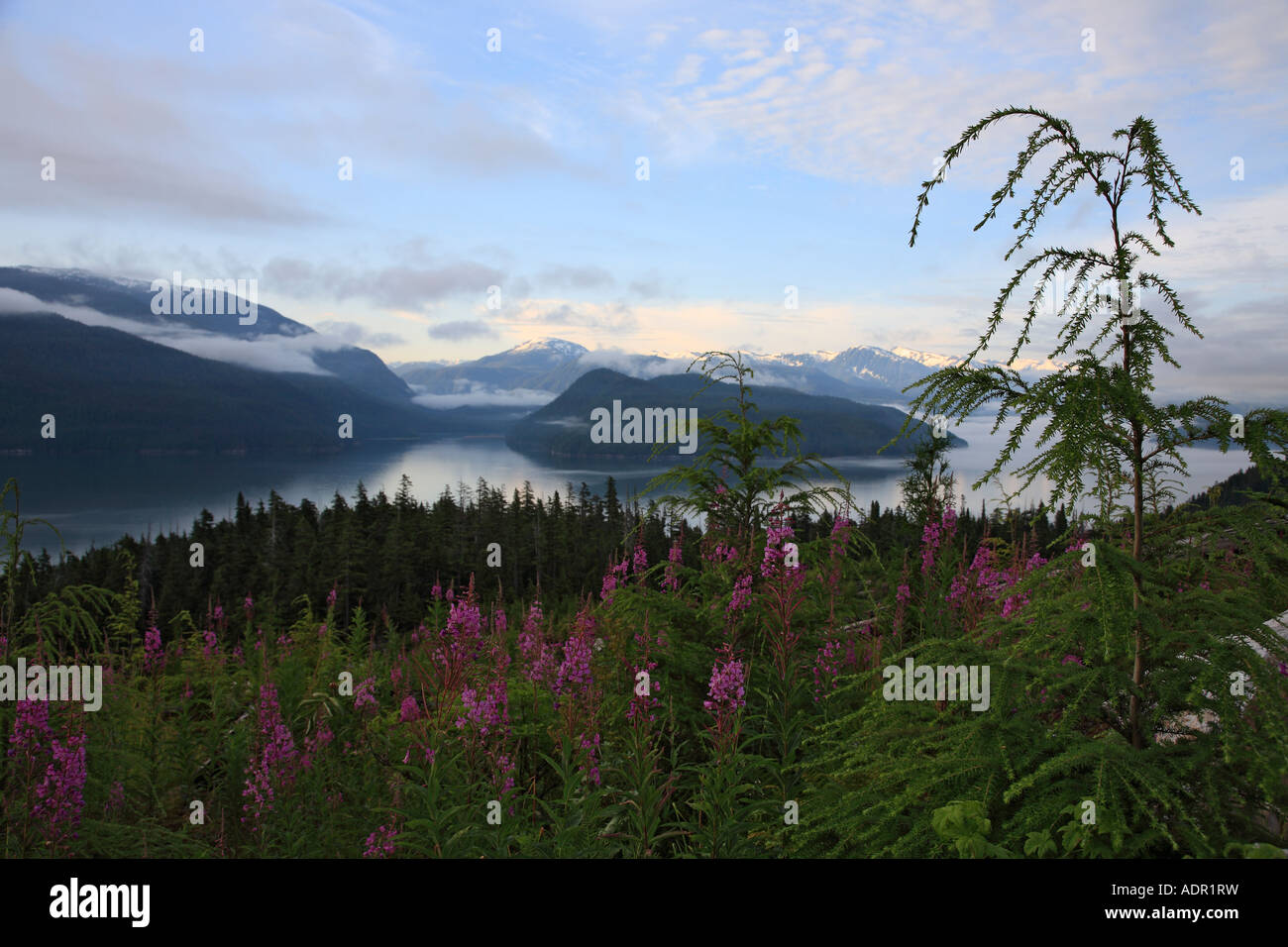 View of Douglas Channel from a clearcut on Bish Creek Forest Service road Kitimat British Columbia Stock Photo
