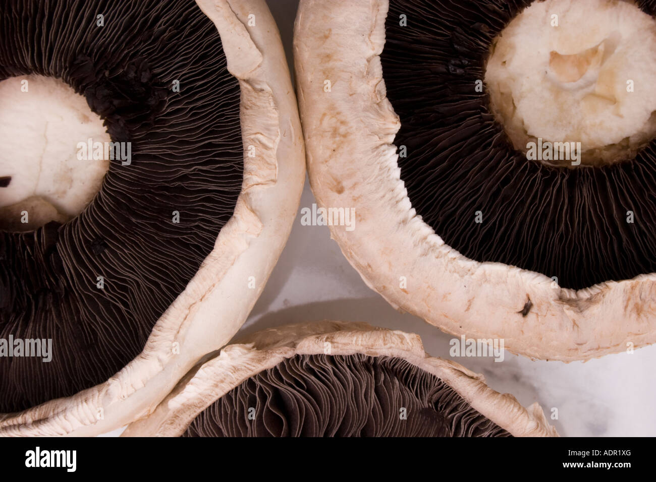 Undersides of three large flat mushrooms showing gills and stem Stock Photo