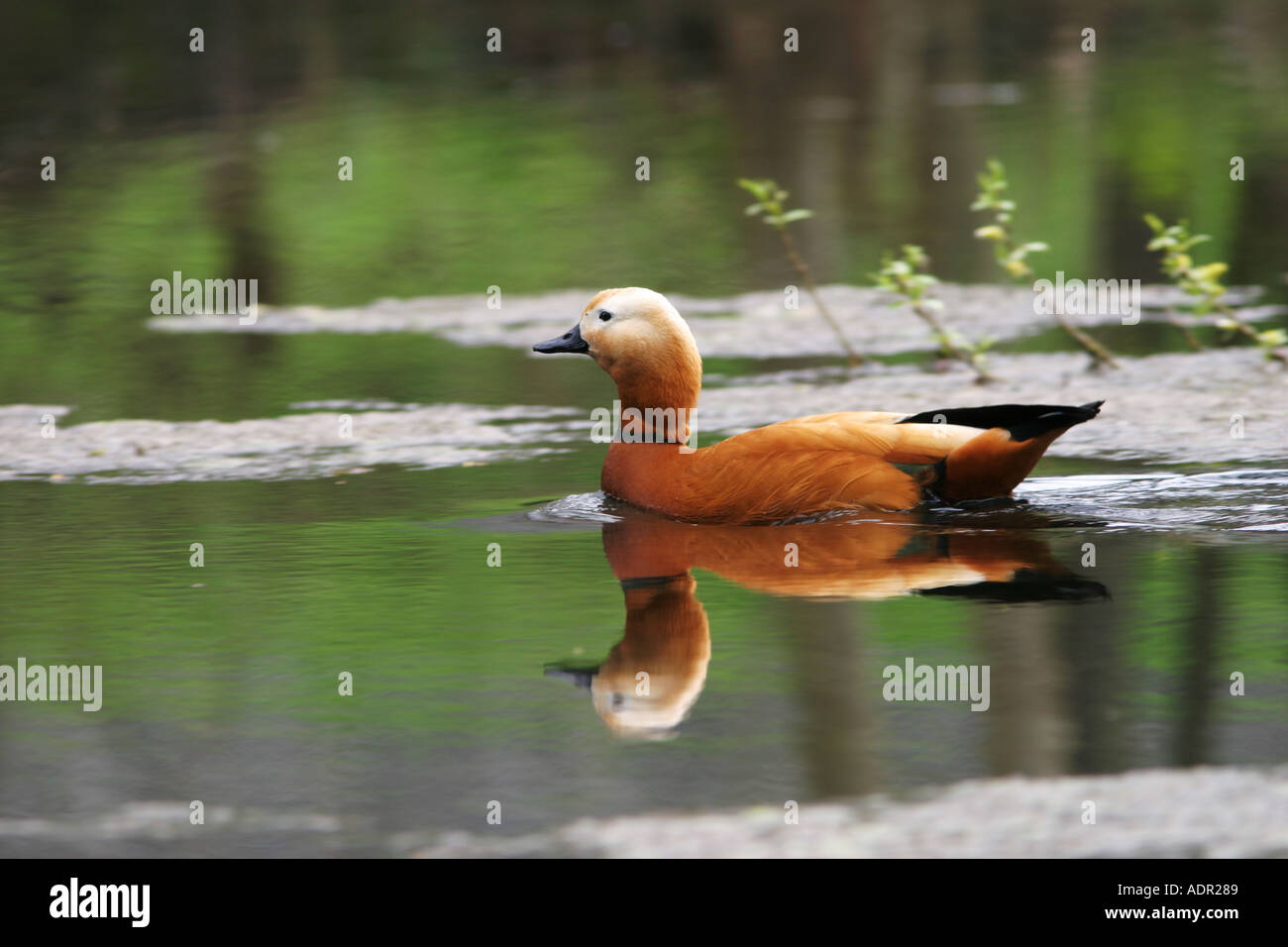 Rostgans Tadorna ferruginea auf einem Teich Ruddy Tadorna ferruginea on a pond Stock Photo