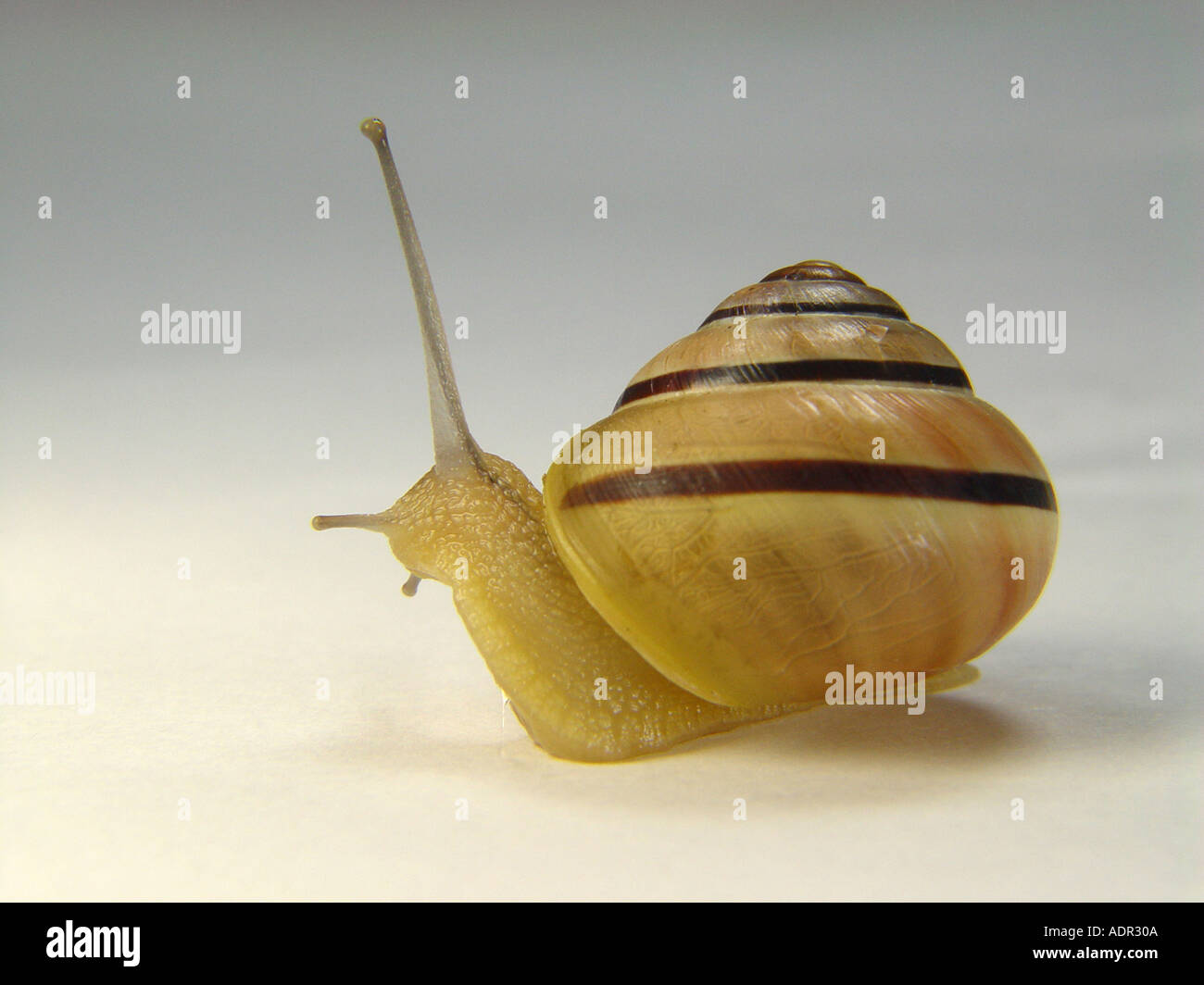 Snail with snail shell as symbol for tardiness snail post office etc Stock Photo