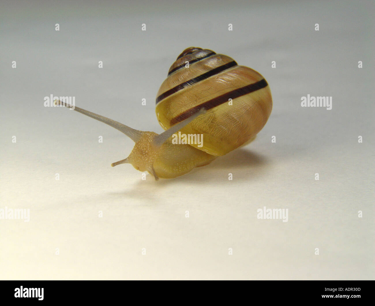 Snail with snail shell as symbol for tardiness snail post office etc Stock Photo