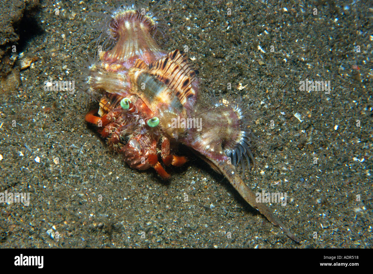 Anemone hermit crab Dardanus pedunculatus Dumaguete Negros Island ...