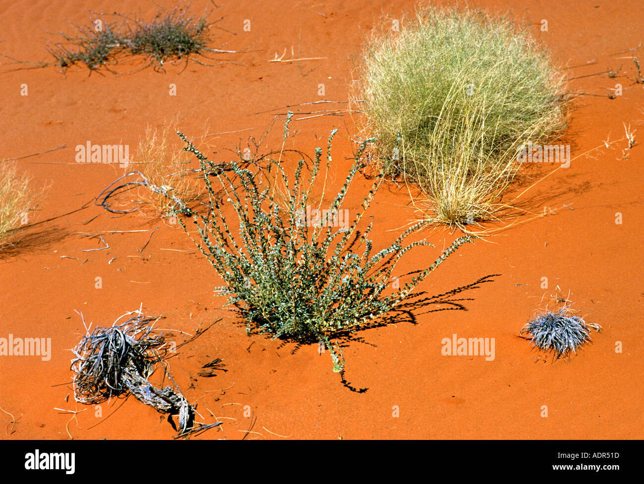 Desert plants Kalahari Namibia Stock Photo Alamy