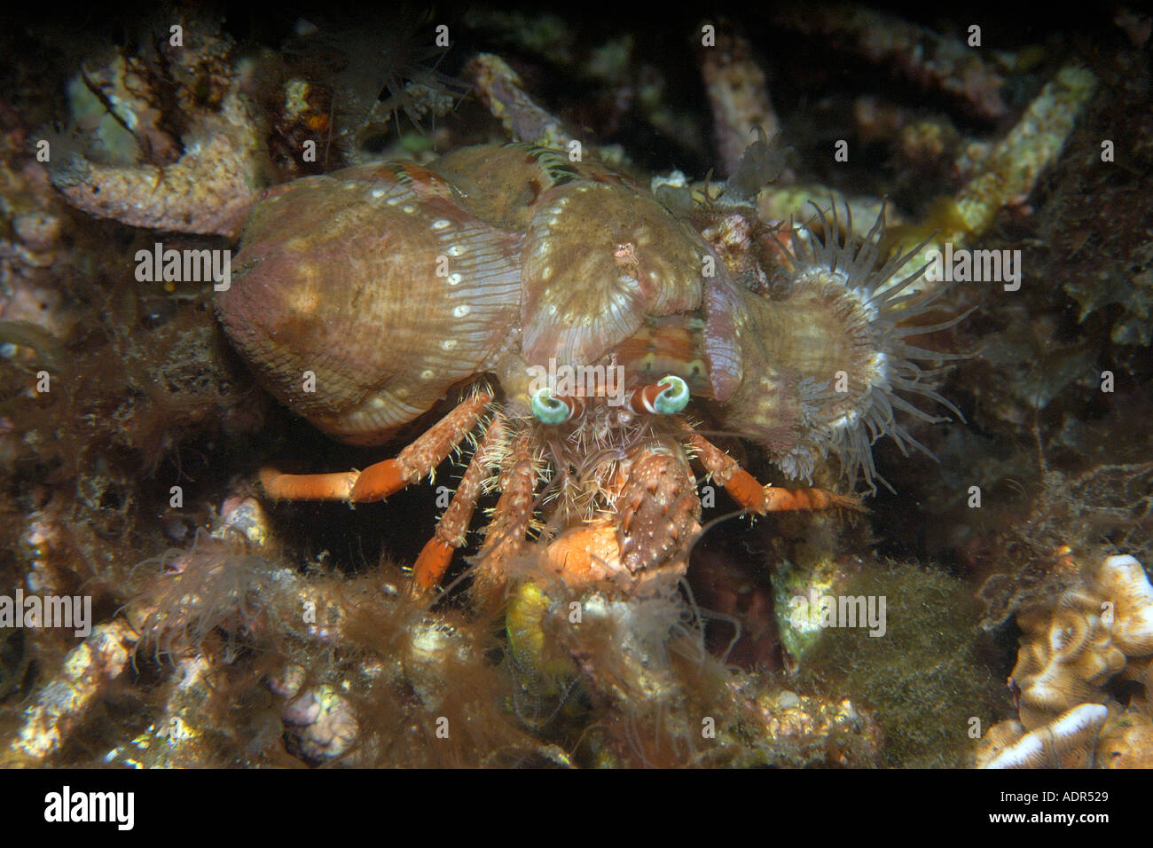 Anemone hermit crab Dardanus pedunculatus Dumaguete Negros Island ...