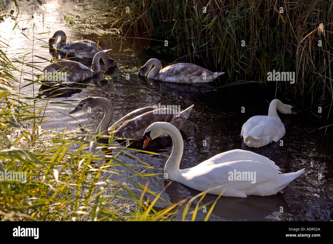 Swans with cygnus olor Stock Photo Alamy