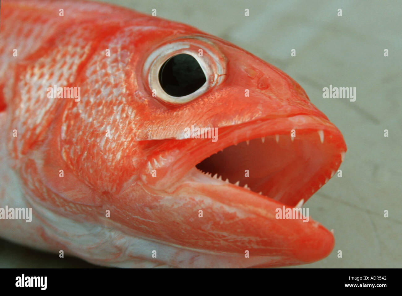 Red snapper or onaga Etelis coruscans endangered Oahu Hawaii N Pacific Stock Photo