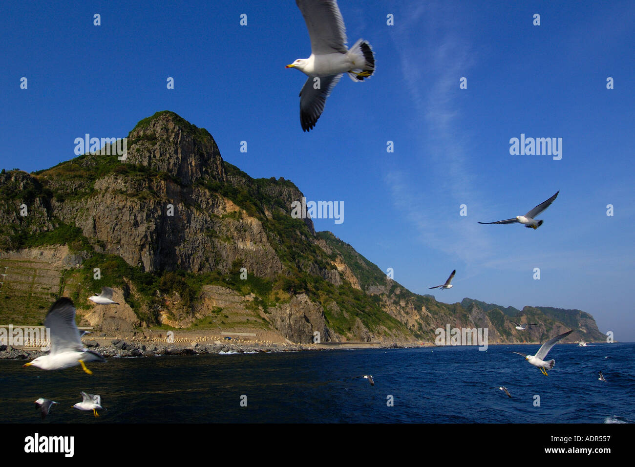 Flock of gulls Larus sp flying Ulleungdo South Korea Stock Photo