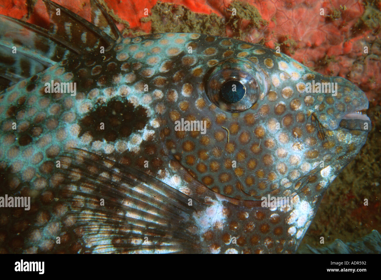 Spotted rabbitfish at night Siganus guttatus head detail Coral Queen shipwreck Madang Papua New Guinea South Pacific Stock Photo