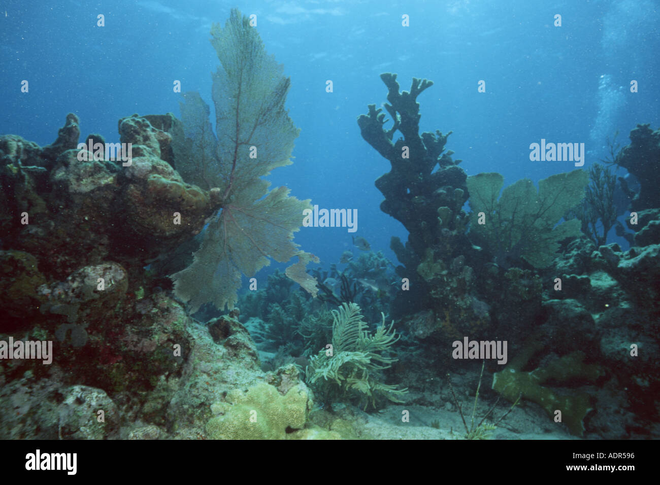 Sea fans and staghorn coral Molasses Reef Key Largo Florida South