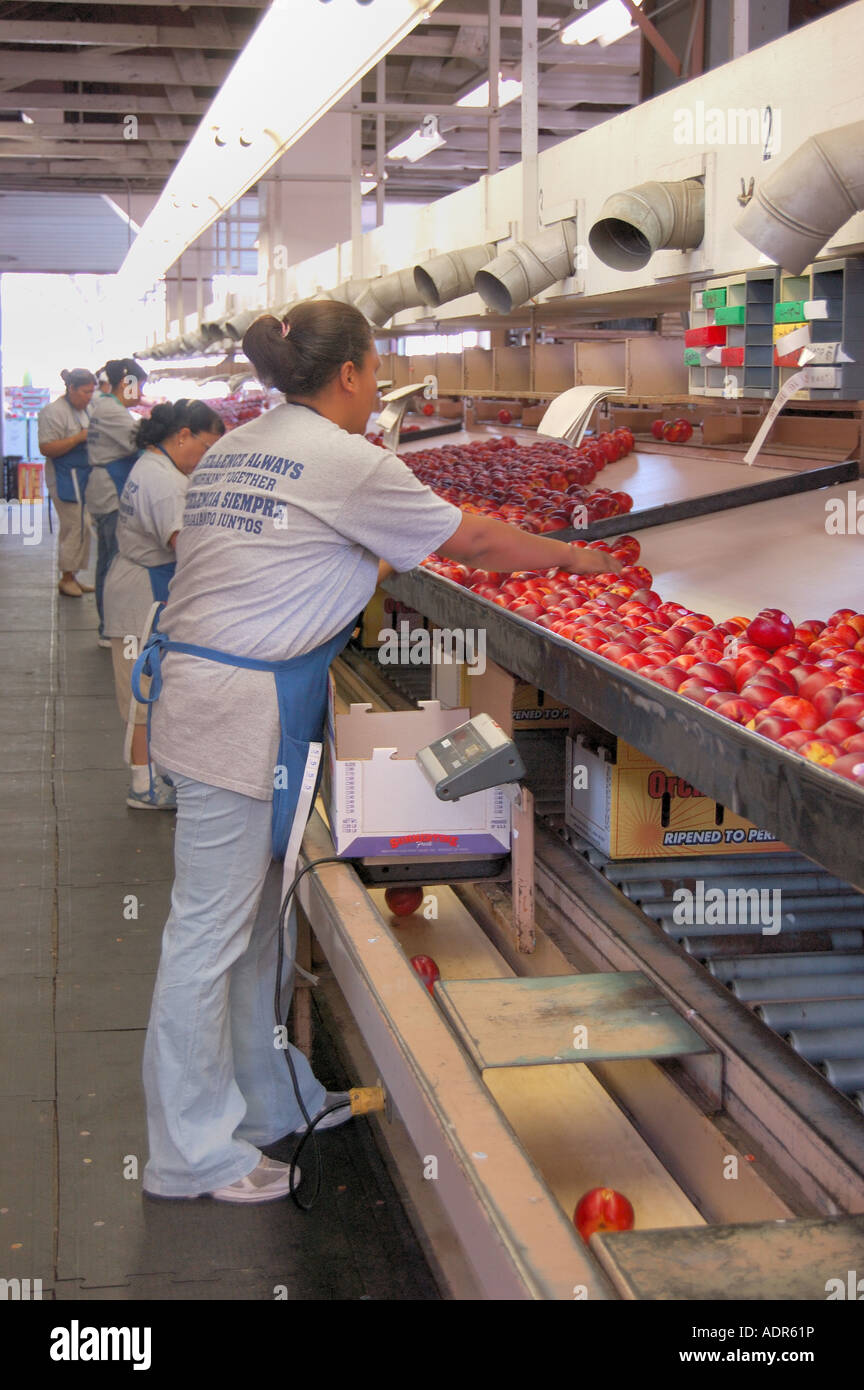 packing peaches in a packing shed near Reedley central San Joaquin valley California USA Stock Photo