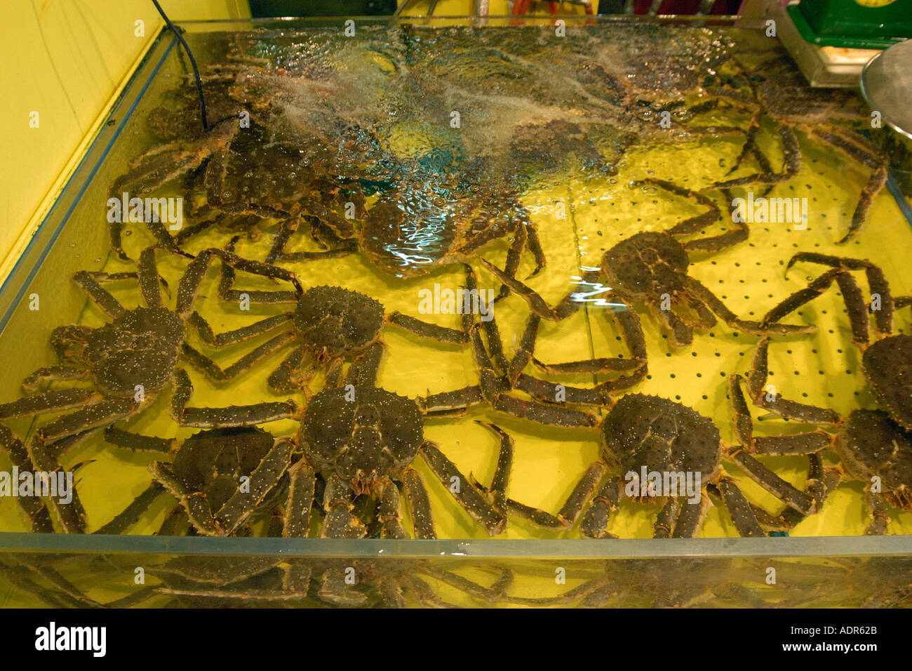 Red king crabs Paralithodes camtschaticus for sale at seafood market