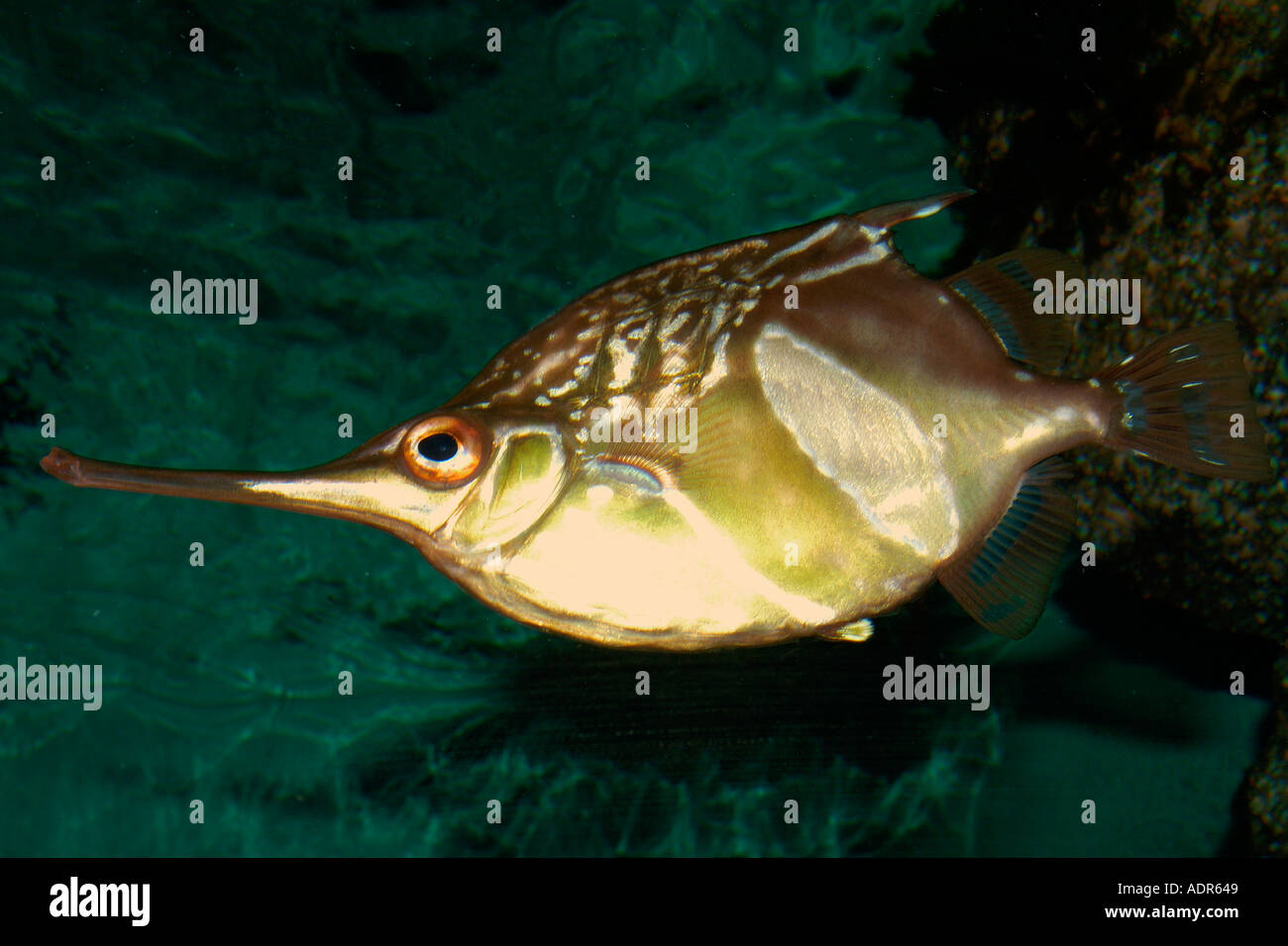 Longsnout bellowfish Notopogon macrosolen deep water fish found in southeast Atlantic photo taken in captivity Stock Photo