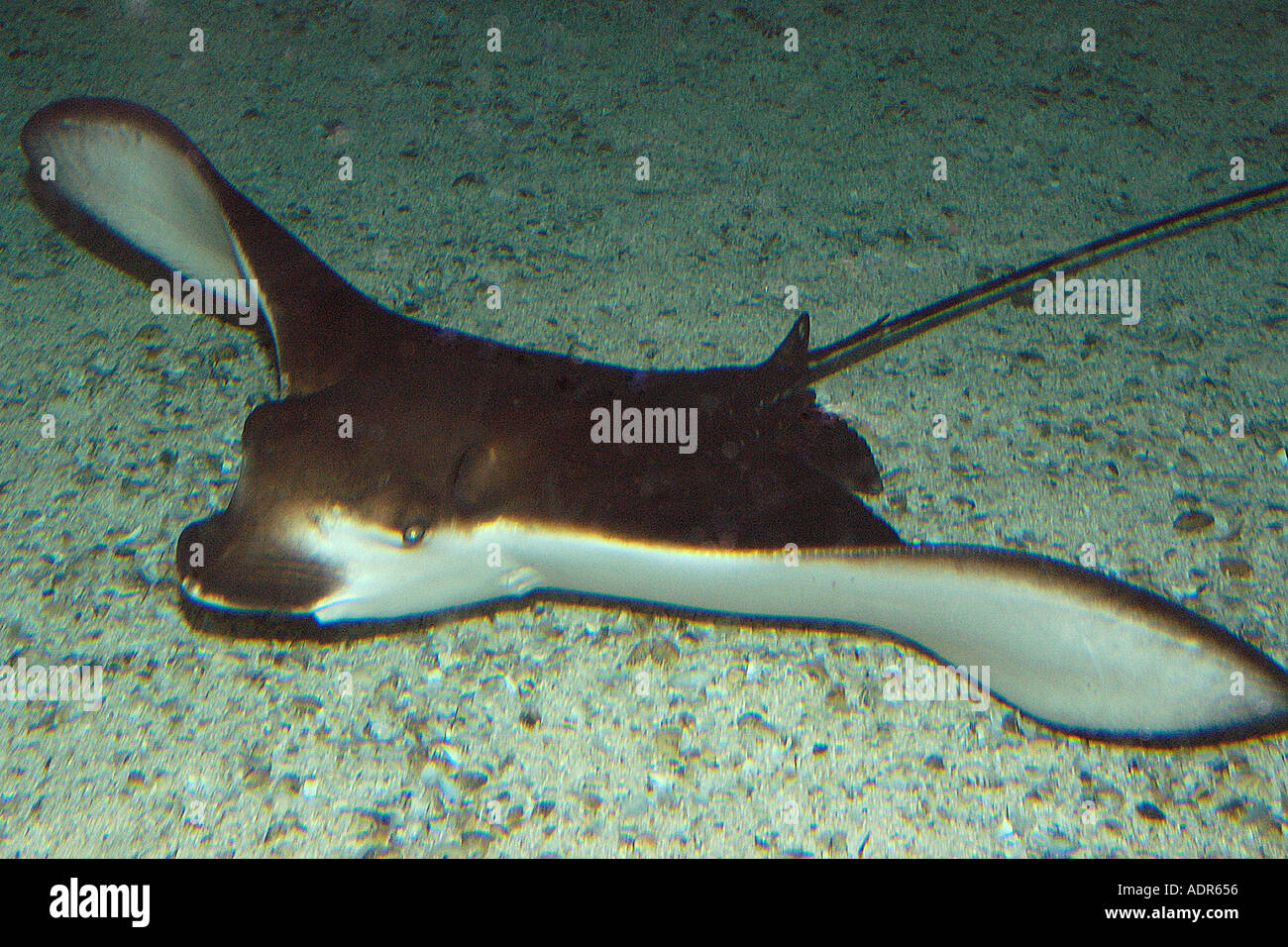 Spotted eagle ray Aetobatus narinari globally distributed in warm tropical seas photo taken in captivity Stock Photo