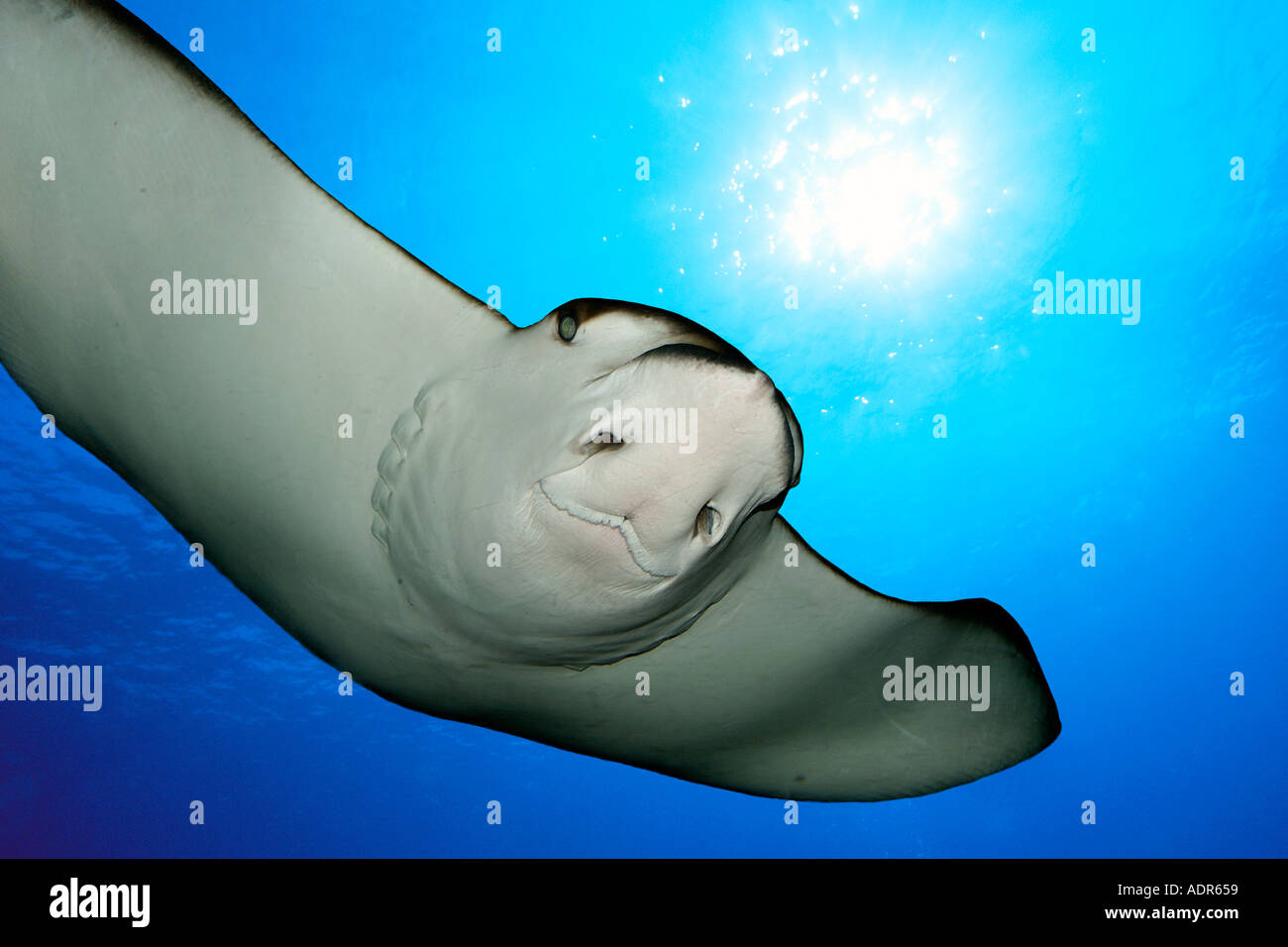 Spotted eagle ray Aetobatus narinari and sunburst Stock Photo