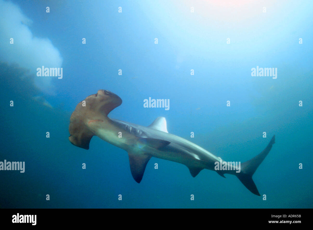 Scalloped hammerhead shark Sphyrna lewini Kaneohe Bay Oahu Hawaii Stock