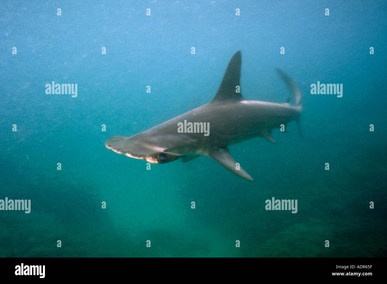 Scalloped hammerhead shark Sphyrna lewini Kaneohe Bay Oahu Hawaii USA