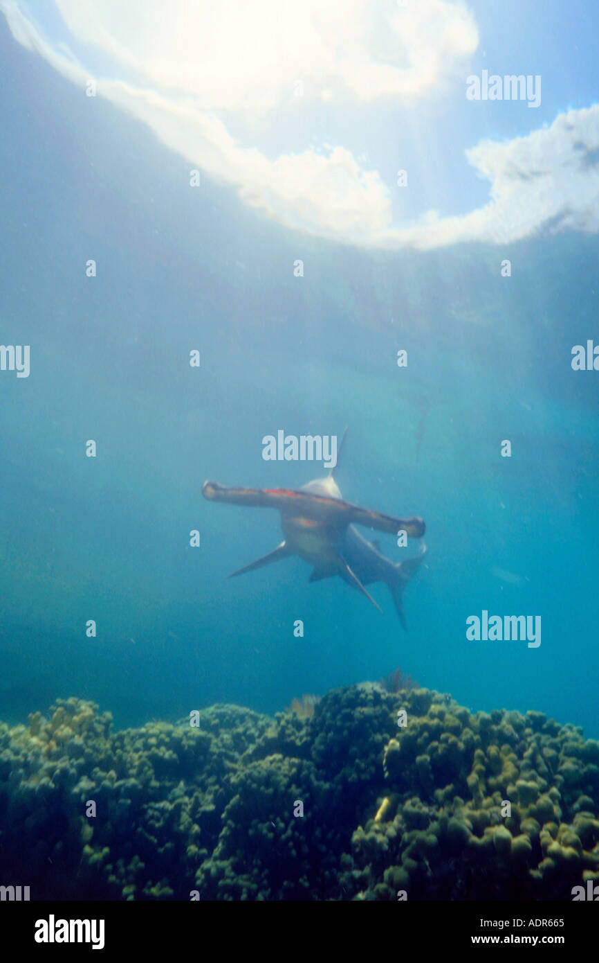 Scalloped hammerhead shark Sphyrna lewini Kaneohe Bay Oahu Hawaii N